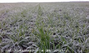 冬小麦畑、積雪なしでも問題なし（黒海沿岸地域）